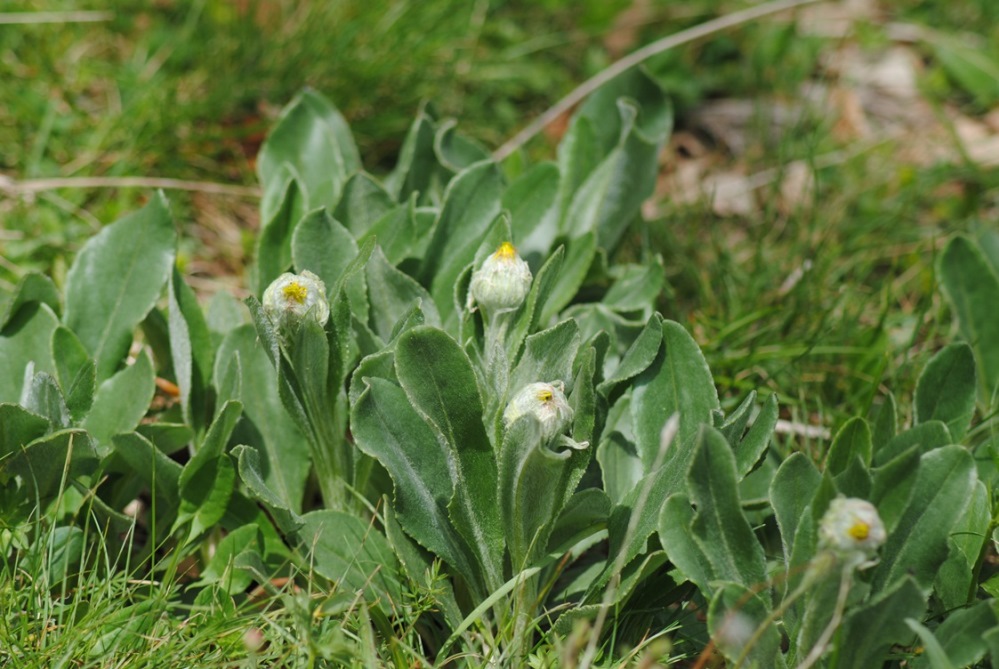 Senecio scopolii / Senecione illirico