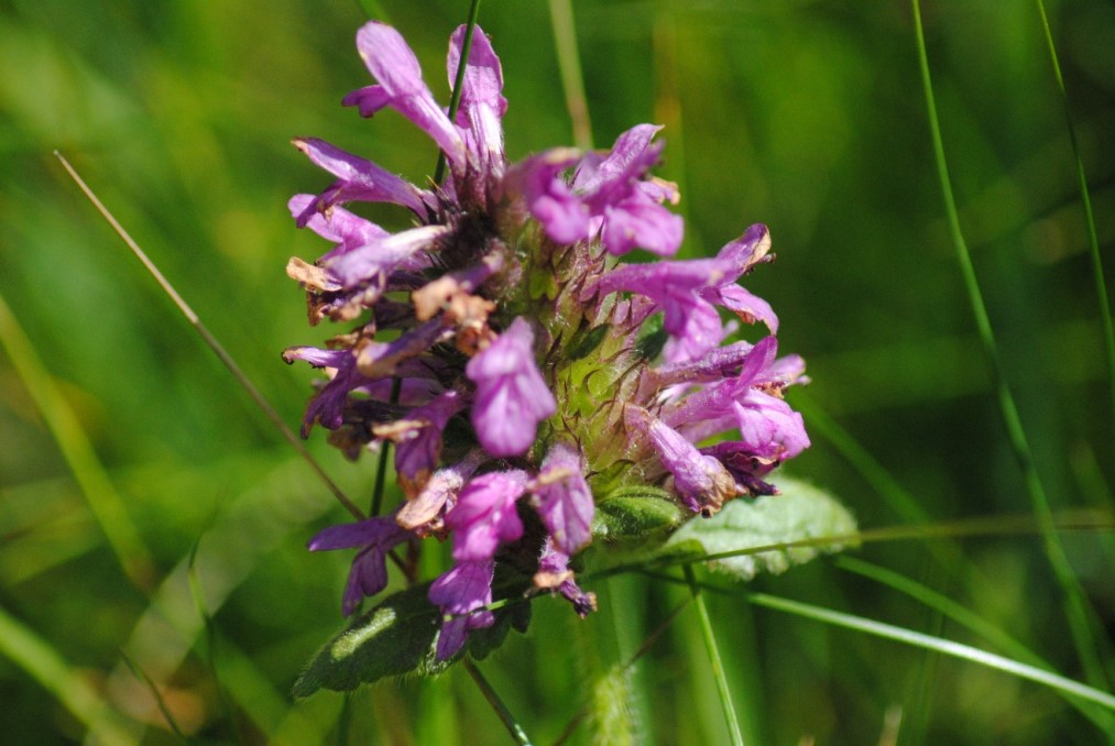 Betonica hirsuta (=Stachys pradica) / Betonica densiflora