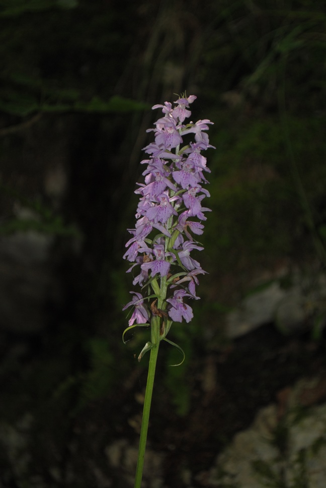 Dactylorhiza maculata  subsp. saccifera