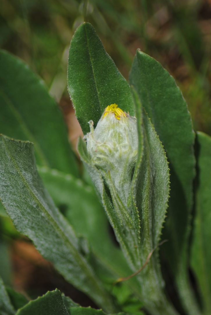 Senecio scopolii / Senecione illirico