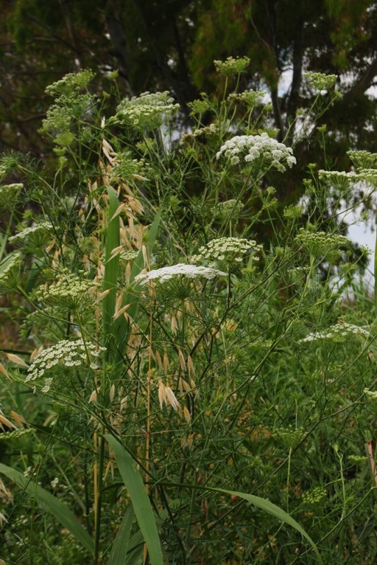 Apiacea - Falcaria vulgaris? No, Ammi majus