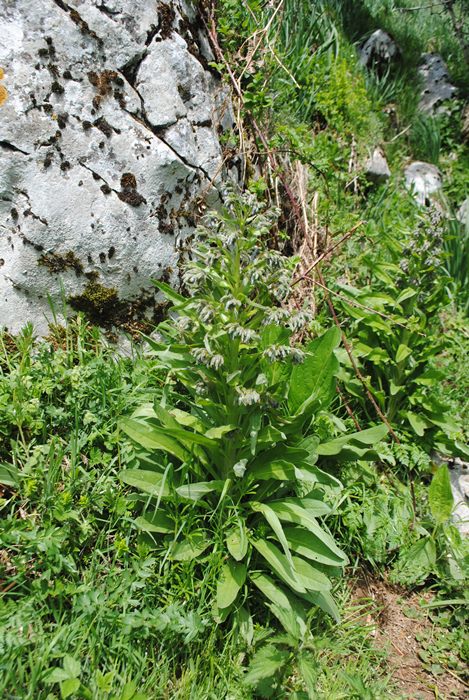 Cynoglossum apenninum / Lingua di cane apenninica