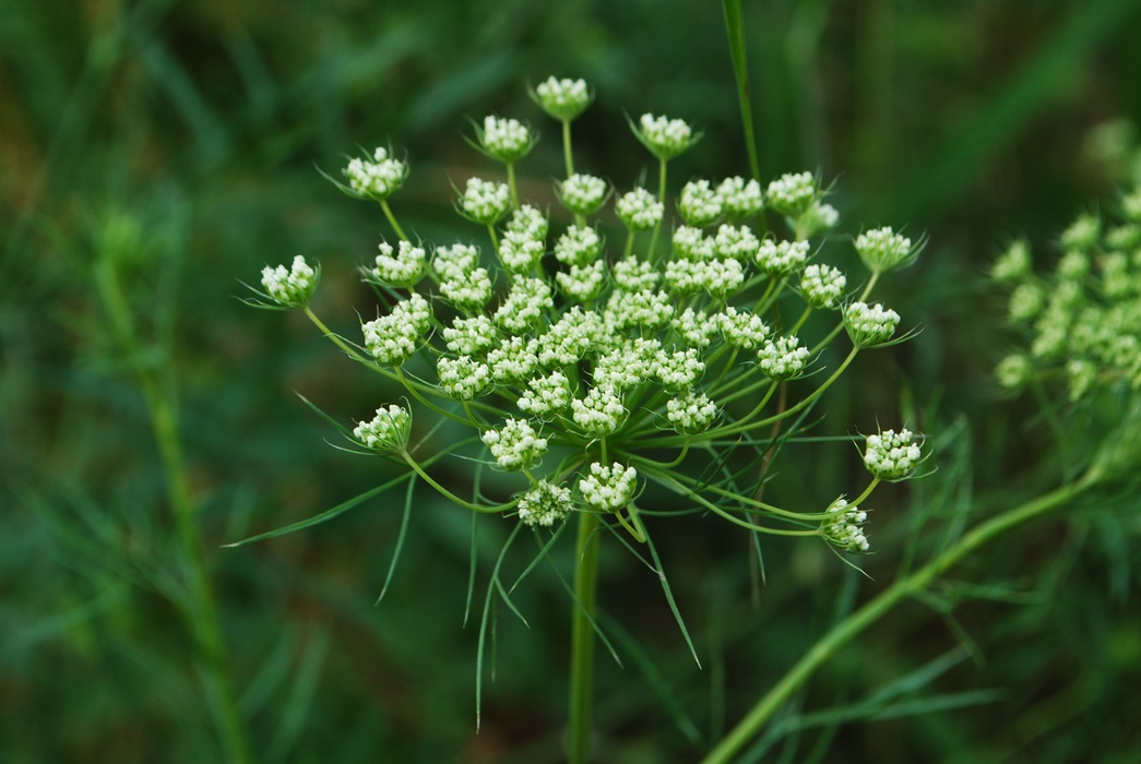 Apiacea - Falcaria vulgaris? No, Ammi majus