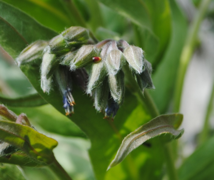 Cynoglossum apenninum / Lingua di cane apenninica