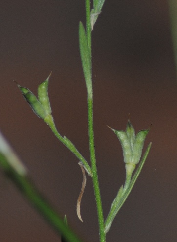 Delphinium halteratum