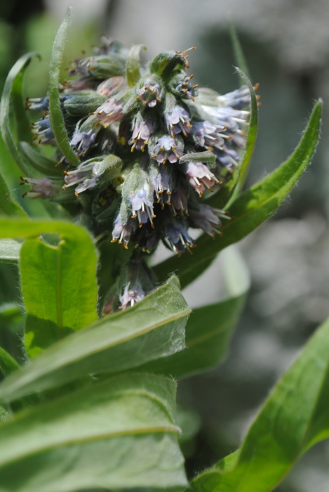 Cynoglossum apenninum / Lingua di cane apenninica