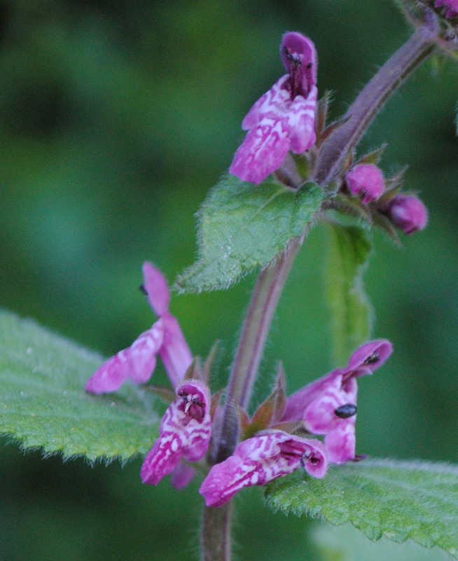 Stachys sylvatica