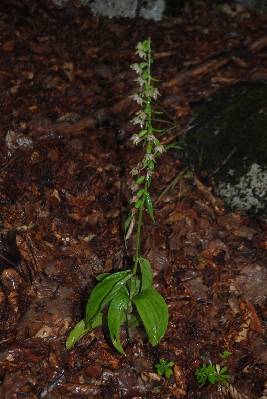 Epipactis helleborine, altra subsp.?