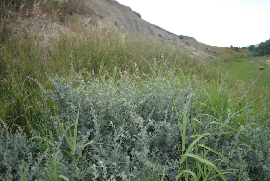 Atriplex halimus?
