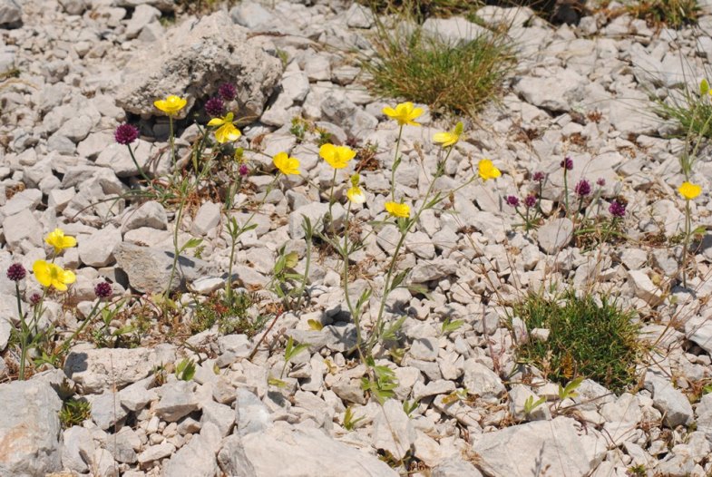 Ranunculus monspeliacus / Ranuncolo di Montpellier