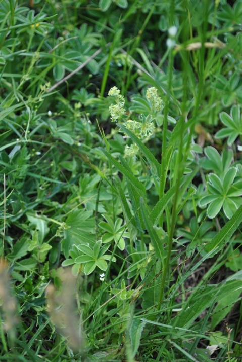 Alpi Francesi Meribel 9 - Phyteuma sp.