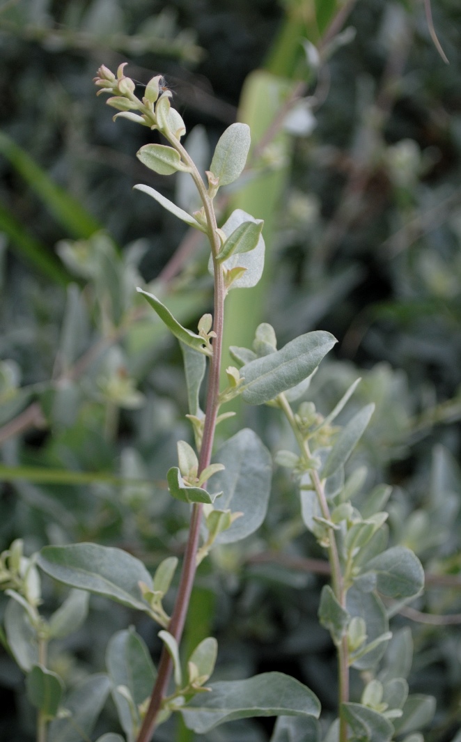 Atriplex halimus?