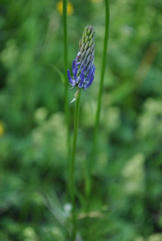 Alpi Francesi Meribel 9 - Phyteuma sp.