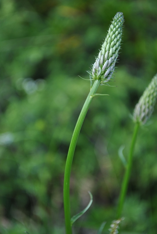 Alpi Francesi Meribel 9 - Phyteuma sp.