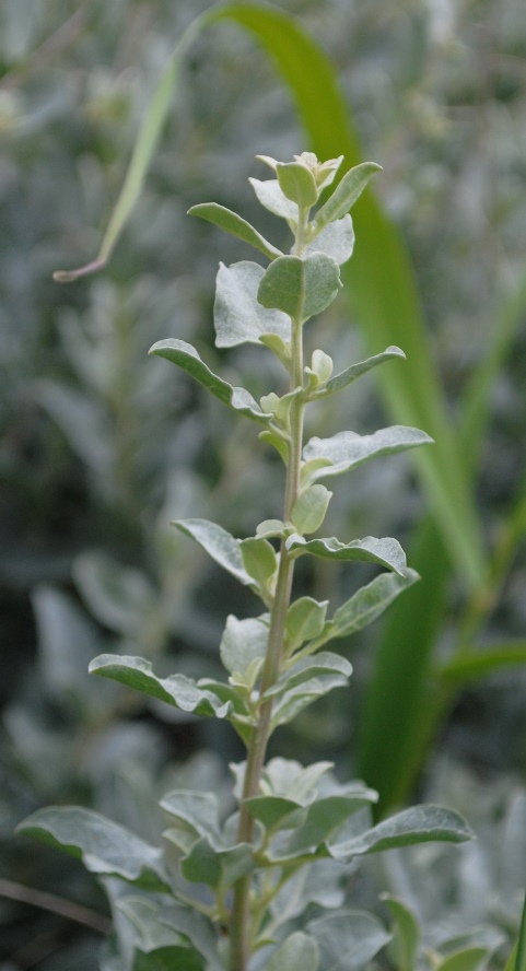Atriplex halimus?