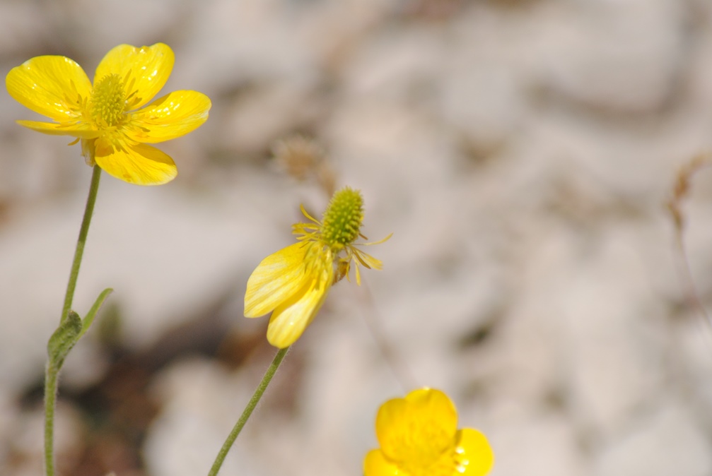 Ranunculus monspeliacus / Ranuncolo di Montpellier