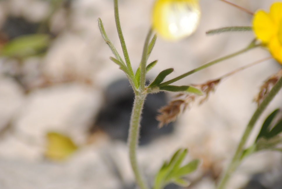 Ranunculus monspeliacus / Ranuncolo di Montpellier