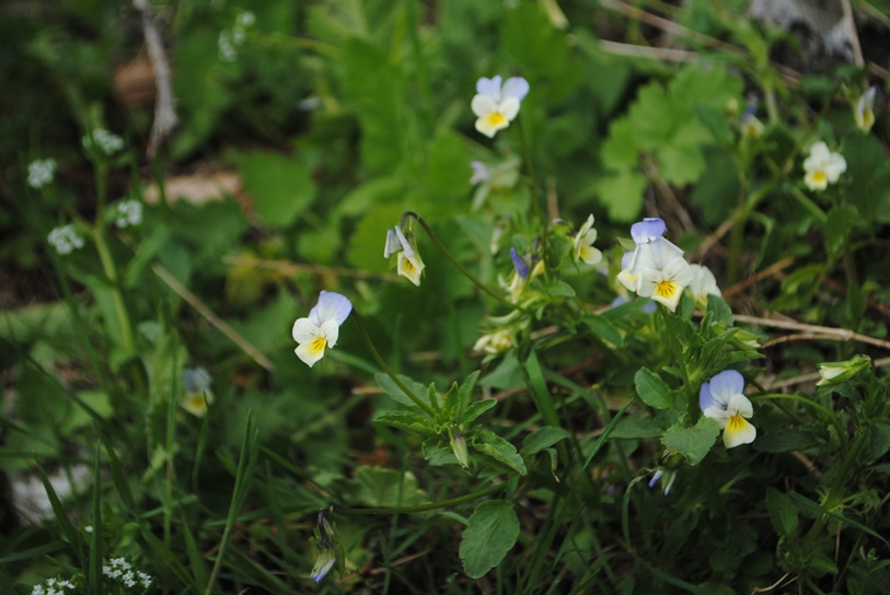 Viola tricolor