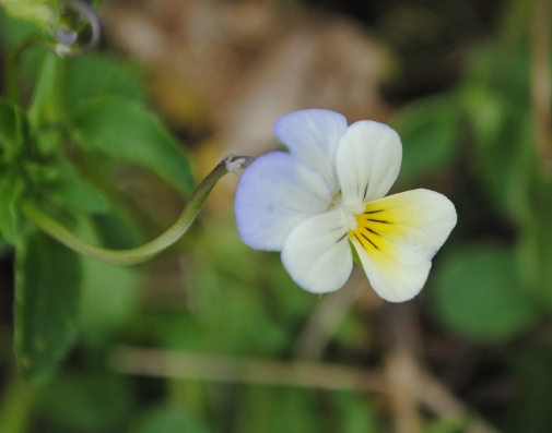 Viola tricolor