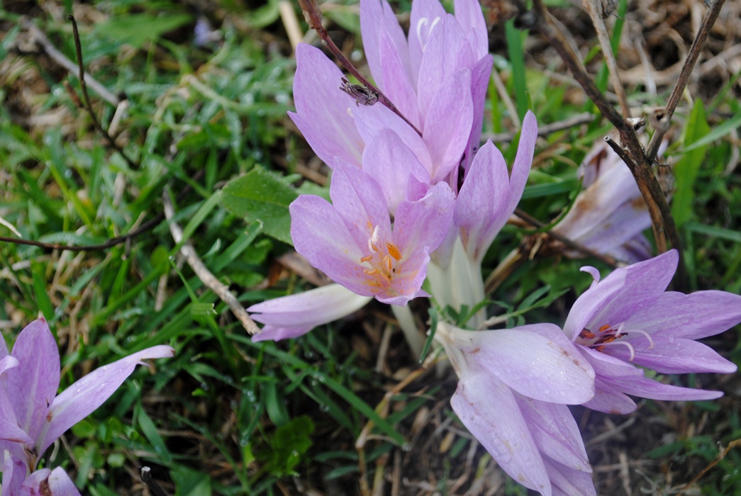 Colchicum lusitanum / Colchico portoghese