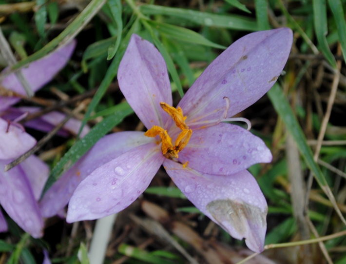 Colchicum lusitanum / Colchico portoghese