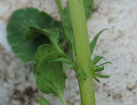 Viola tricolor