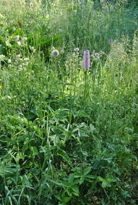 Bistorta officinalis Delarbre
