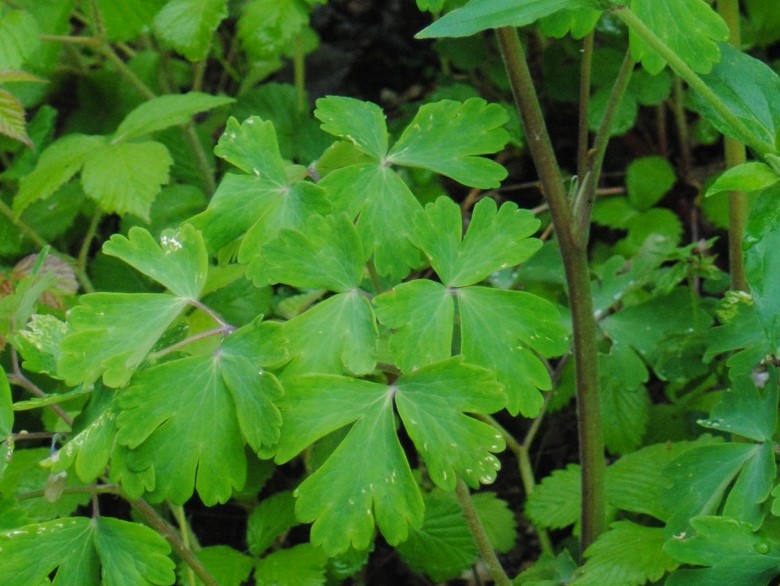 Aquilegia dumeticola / Aquilegia vischiosa