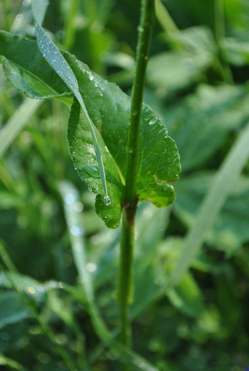 Bistorta officinalis Delarbre