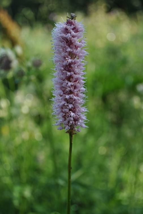 Bistorta officinalis Delarbre
