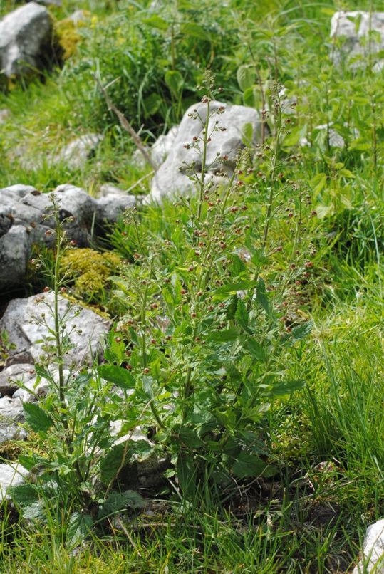 Scrophularia auriculata