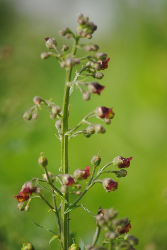 Scrophularia auriculata