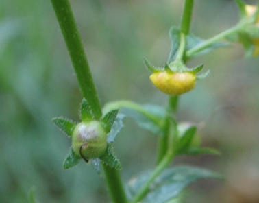 Verbascum blattaria