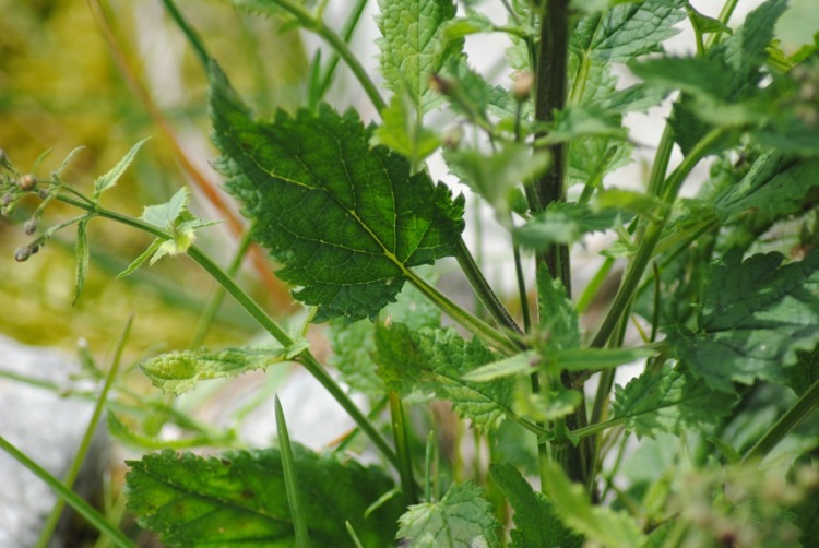 Scrophularia auriculata