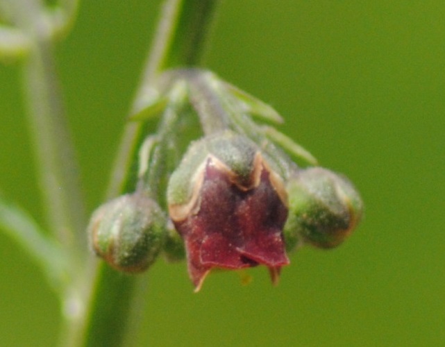 Scrophularia auriculata