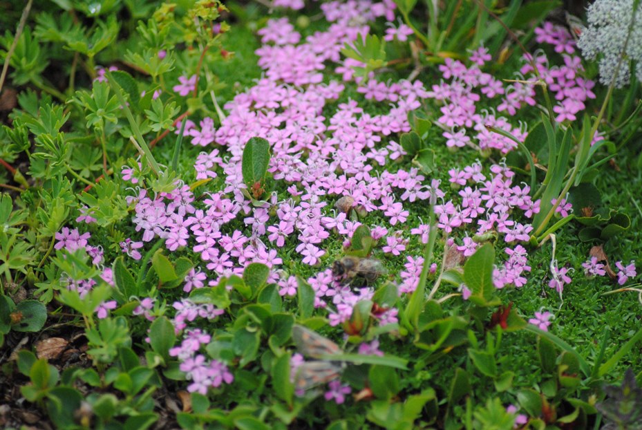 Silene acaulis