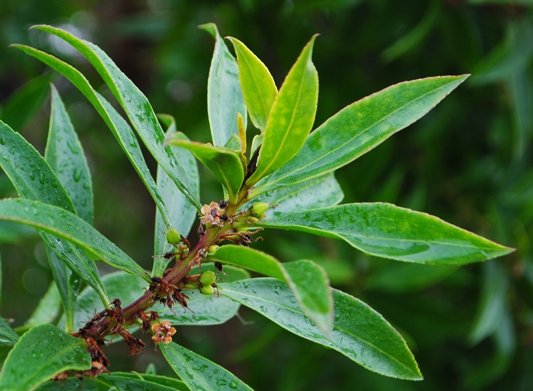 Margherita di Savoia - Myoporum