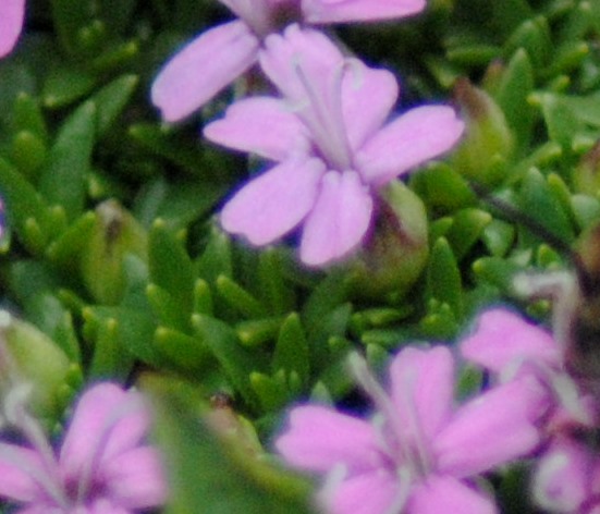 Silene acaulis