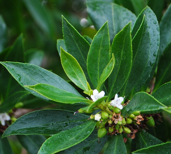 Margherita di Savoia - Myoporum