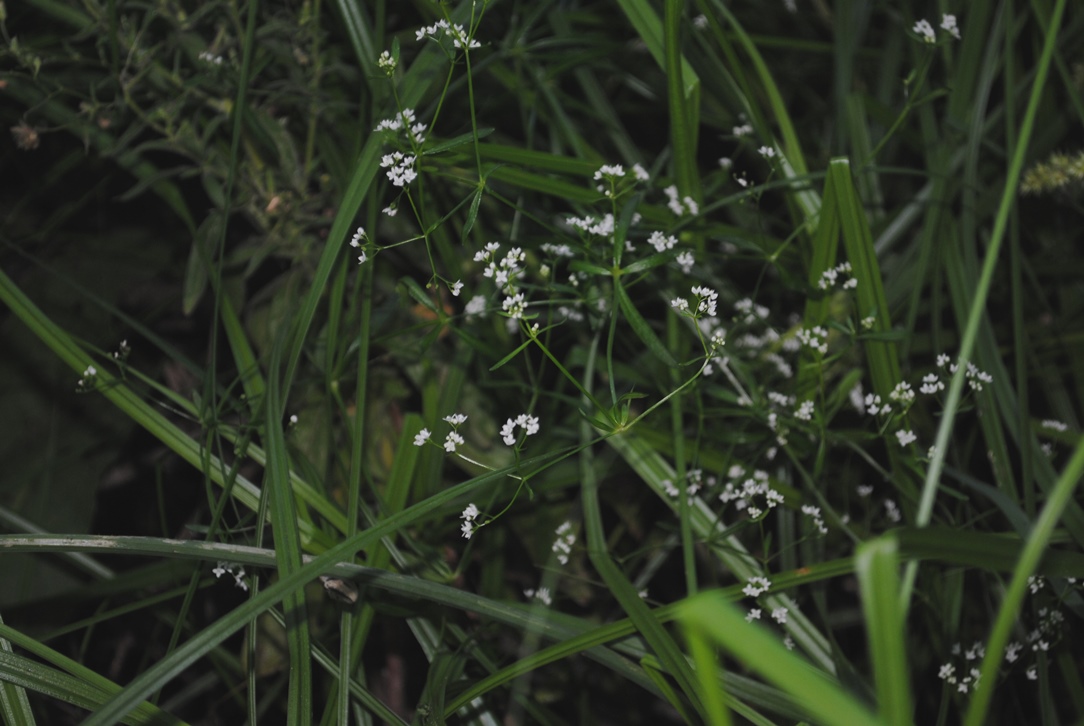 Galium gr. palustre