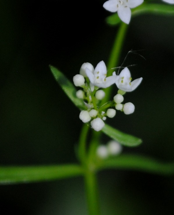 Galium gr. palustre