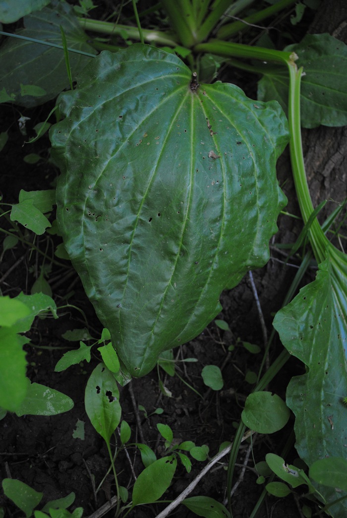 Plantago major