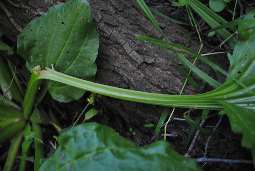 Plantago major