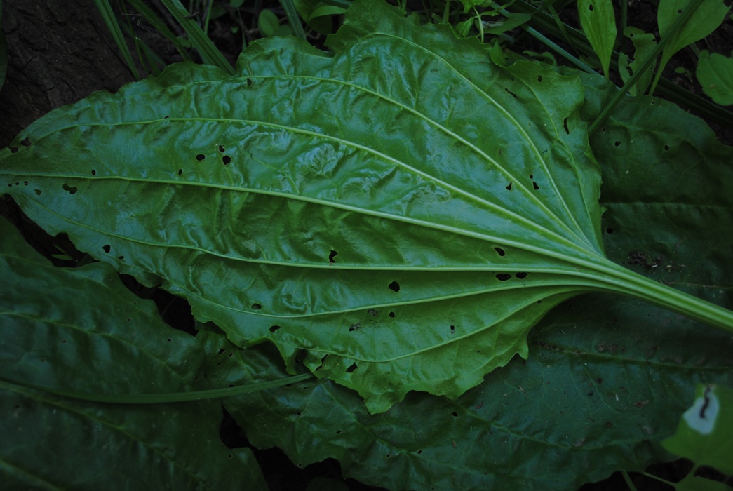 Plantago major