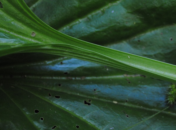 Plantago major