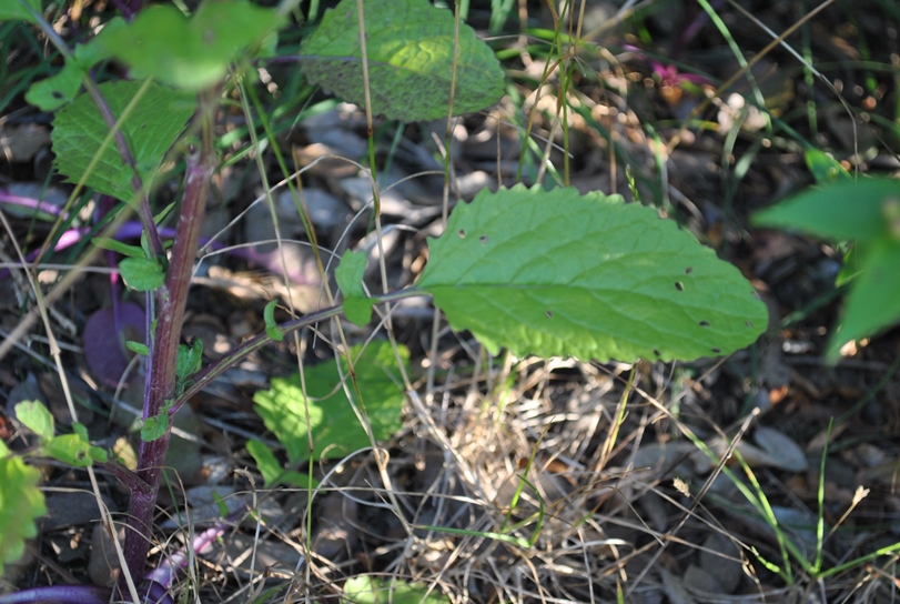 Nella macchia mediterranea - Senecio cfr. erraticus