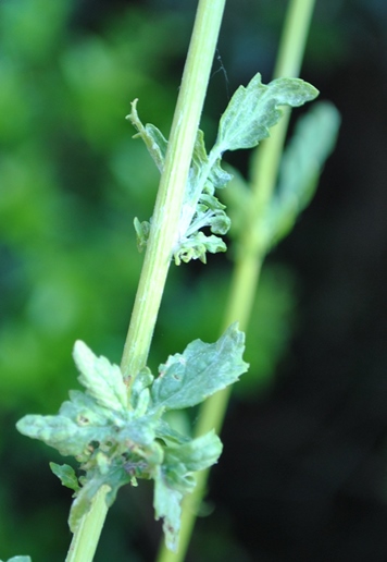 Nella macchia mediterranea - Senecio cfr. erraticus