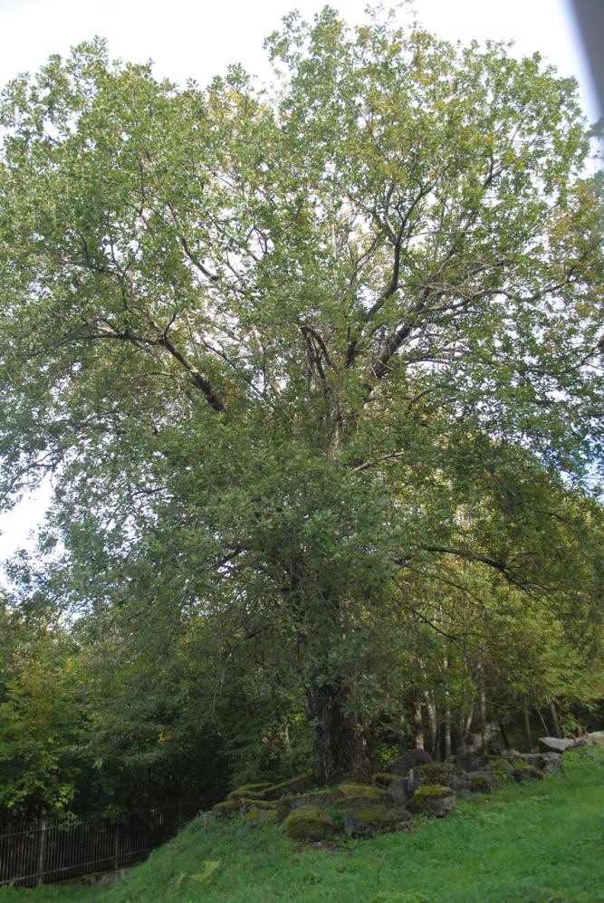 Salix caprea / Salice delle capre