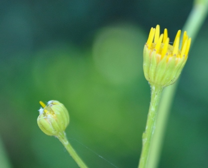 Nella macchia mediterranea - Senecio cfr. erraticus