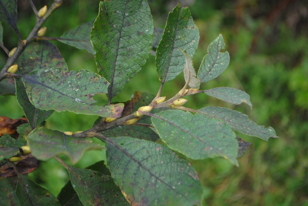 Salix caprea / Salice delle capre